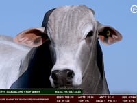 Lote 90