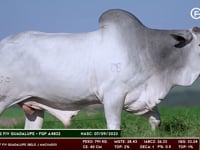 Lote 92