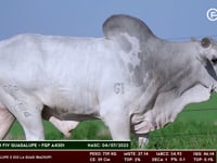 Lote 93