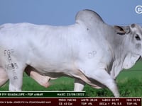 Lote 94