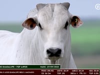 Lote 184