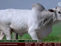 Lote 96