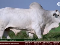 Lote 183
