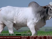 Lote 97