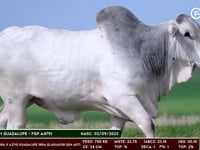 Lote 181