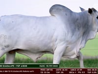Lote 180