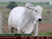 Lote 179