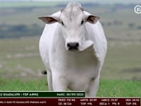 Lote 178