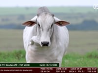 Lote 177