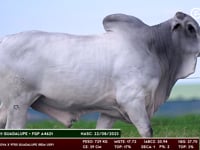 Lote 176