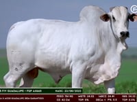 Lote 99