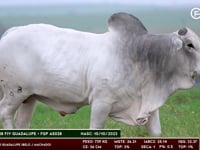 Lote 172