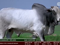 Lote 102