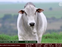 Lote 171