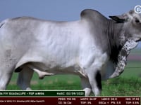 Lote 103