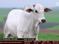 Lote 169