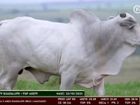 Lote 170