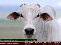 Lote 168