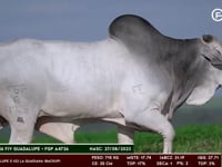 Lote 167