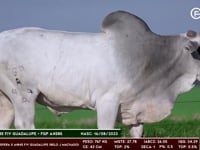 Lote 165