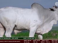 Lote 164