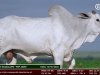 Lote 163