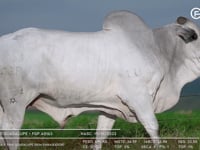 Lote 162