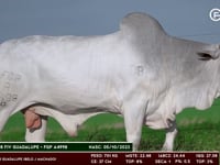 Lote 161