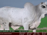 Lote 159