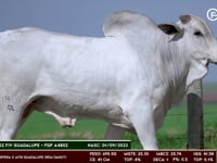 Lote 157