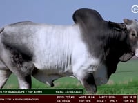 Lote 105