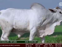 Lote 156