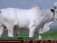 Lote 155
