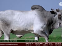 Lote 107