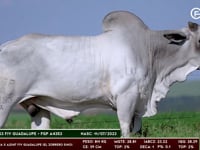 Lote 108