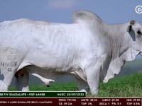 Lote 109