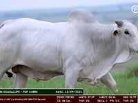 Lote 149