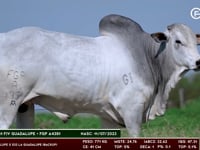 Lote 114
