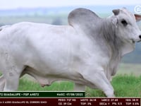 Lote 148