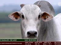 Lote 145