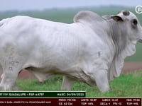 Lote 143