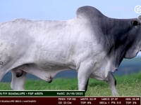 Lote 137