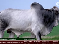 Lote 136
