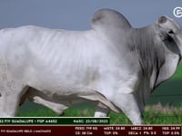 Lote 134