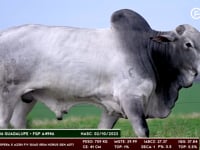 Lote 135