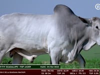 Lote 115