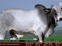 Lote 117