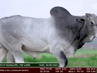 Lote 129