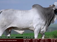 Lote 128
