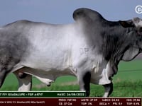 Lote 119